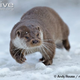 Illustration for article titled Monday Mustelid - Lutra lutra Edition